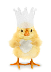 Crazy chick funny with heart and glass crown congratulates happy Easter or birthday Valentine isolated on white background. Holiday love concept idea photo