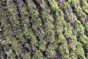 Holz, Struktur, Holzstruktur, Hintergrund, Texture