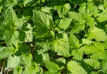 Young Nettles Stinging Herb, Wild Nettle Background, Spring Grass Food, Urtica Dioica