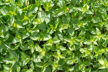 Young Nettles Stinging Herb, Wild Nettle Background, Spring Grass Food, Urtica Dioica