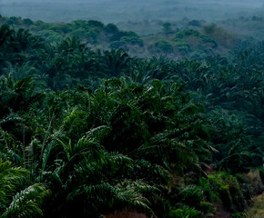 Fototapeta premium morning in the forest with palm tree