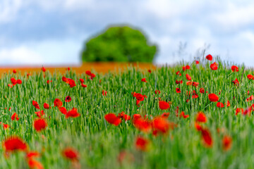 Scenic view of agriculture grain field with red poppies on a cloudy spring morning at Swiss village. Photo taken May 28th, 2024, Oberglatt, Canton Zurich, Switzerland.