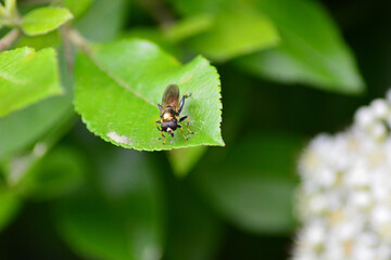 Wasp