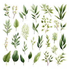 set of Ruscus leaves, plants, leaves and flowers. illustrations of beautiful realistic flowers for background, pattern or wedding invitations