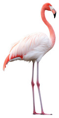 Fototapeta premium PNG Flamingo animal bird white background. AI generated Image by rawpixel.