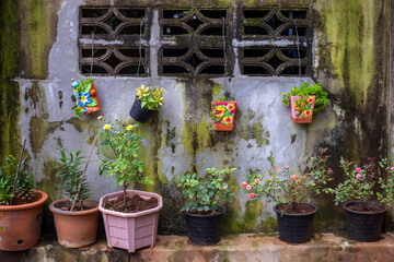 Selective focus ornamental plants in pots and hanging on the wall. The flowers and ornamental...