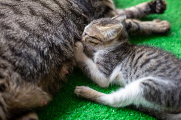 Selective focus: A little gray and white striped kitten suckling its mother's milk. and comfortably next to its mother cat on the artificial grass in a green house.