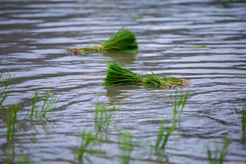 Selective focus young green rice plants Immersed in a rice field filled with water during the planting season. rice planting season There is space for text.