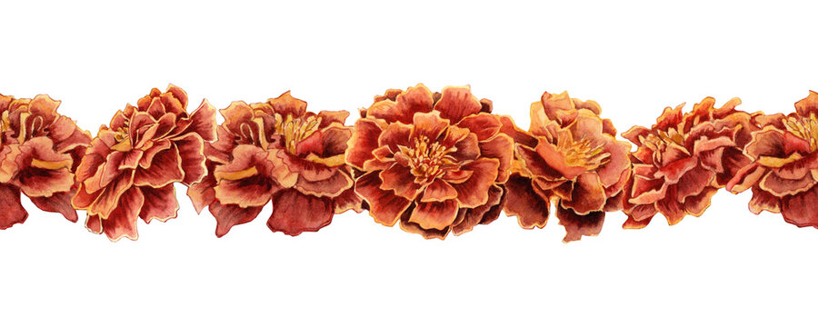 Marigold flowers seamless border. Tagetes floral botanical garland.  Watercolor illustration cutout on transparent background. Day of the Dead symbol. Mexican celebrations, prints,  postcard designs