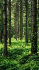 Fototapeta premium Serene Agroforestry Haven: Verdant Landscape with Towering Trees and Abundant Undergrowth in High Resolution Capture
