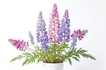 Naklejka premium Close-up of Lupine Flowers in a Pot