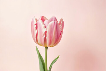 Fototapeta premium Single Pink Tulip on a Pink Background