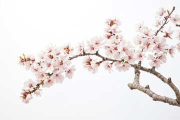 Delicate Pink Cherry Blossoms Branch Against a White Background