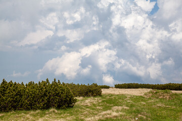 mountain plains and landscape, dwarf pine, dwarf mountain pine, Pinus mugo, mountain pine, scrub mountain pine