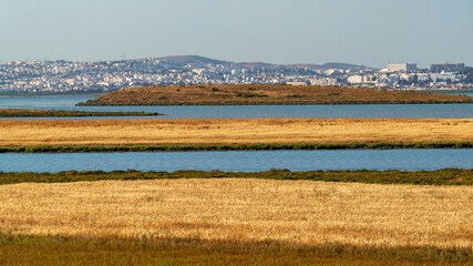 Champs de blé sur les rives du lac Séjoumi à Tunis