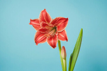 Red amaryllis flower with bud on a blue background