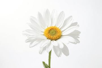 Fototapeta premium Single White Daisy on White Background