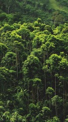 Obraz premium Serene Agroforestry Scene with Lush Tall Trees and Green Undergrowth