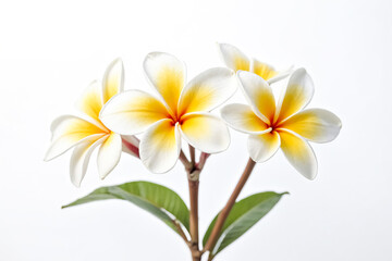 White Plumeria Flowers with Yellow Center