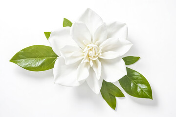Obraz premium Close-up of a Single White Gardenia Flower with Green Leaves