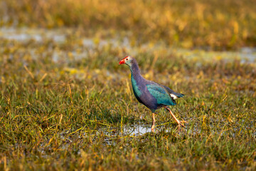 Western swamphen or Purple Moorhen or Porphyrio porphyrio bird closeup or portrait in winter season...