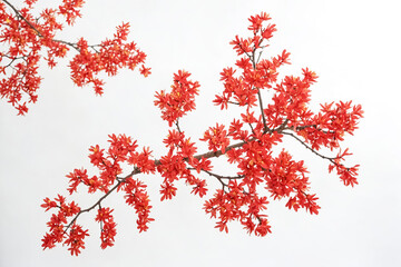 Red Flowers on a Branch Against a White Background