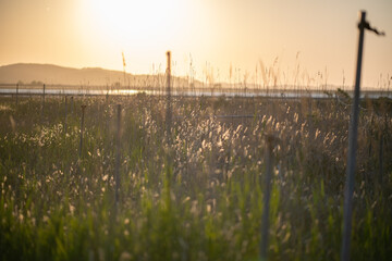 Obraz premium Grass growing in the field and the evening glow 