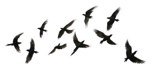 PNG  Flying birds animal flock white. AI generated Image by rawpixel.