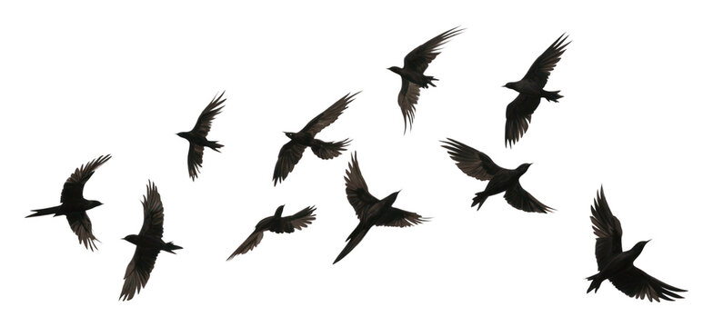 PNG Flying birds animal flock white. AI generated Image by rawpixel. - Powered by Adobe