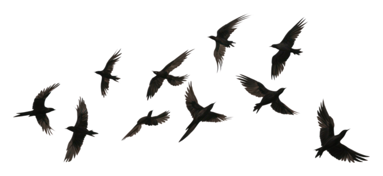 PNG  Flying birds animal flock white. AI generated Image by rawpixel.