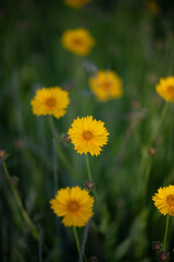 yellow flowers blooming in the field
