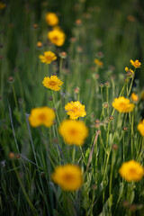 Fototapeta premium yellow flowers blooming in the field 
