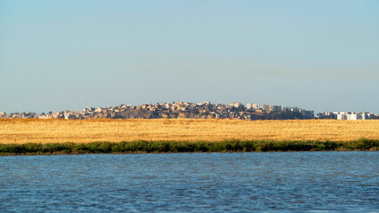 Champs de blé sur les rives du lac Séjoumi à Tunis