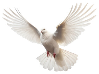 Obraz premium PNG Animal flying bird transparent background