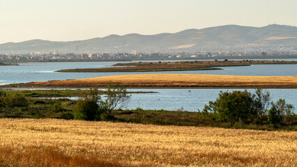 Champs de blé sur les rives du lac Séjoumi à Tunis