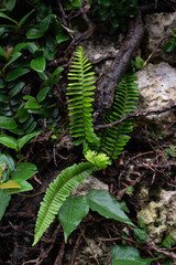 湿った岩の壁に生えるシダ植物