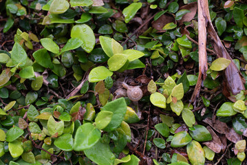 カタツムリと壁に生える湿った植物