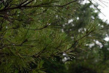 雨の水滴が残るリュウキュウマツ