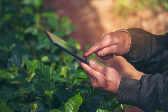 Smart farmer holding smartphone in eco green farm sustainable quality control. Close up Hand control planting tree. Farmer hands cultivated fresh garden in eco biotechnology. Farmland technology