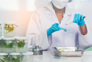 Biochemistry asian Scientist women working plants tissue culture biotechnology in science lab....