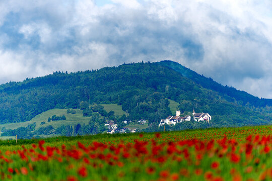Scenic view of agriculture grain field with red poppies on a cloudy spring morning at Swiss village. Photo taken May 28th, 2024, Oberglatt, Canton Zurich, Switzerland.