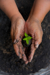 Eco green sustainable hands holding tree on earth day environment concept. Hands growing tree on earth day with sunlight bokeh in morning. Save world energy protect by plant tree watering soil garden