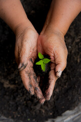 Eco green sustainable hands holding tree on earth day environment concept. Hands growing tree on...