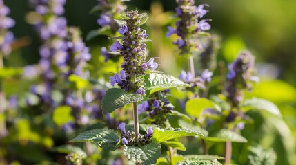 Obraz premium Agastache rugosa patchouli flowering medicinal plant, Korean mint flowers, close up