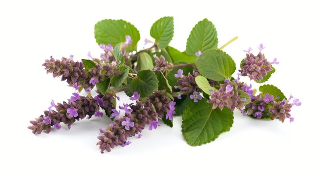 Thai Basil flower patchouli plant isolated white background