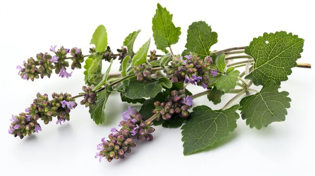 Thai Basil flower patchouli plant isolated white background