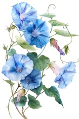Enchanting Morning Glory with trumpetshaped blooms, Watercolor Floral Border, watercolor illustration, isolated on white background