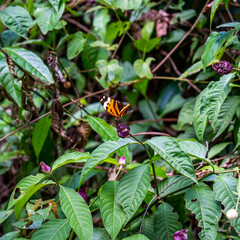 Close up of Harmonia tiger butterfly (Tithorea harmonia)
