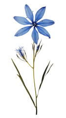 Obraz premium PNG Flower plant petal herb. AI generated Image by rawpixel.