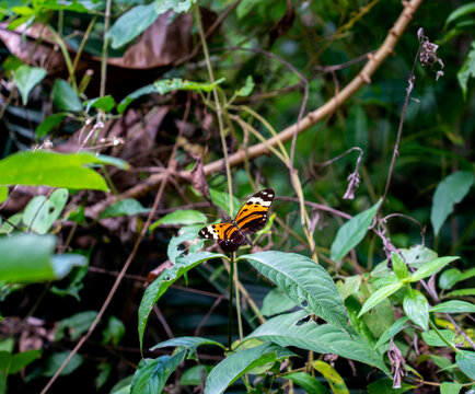 Close up of Harmonia tiger butterfly (Tithorea harmonia)
